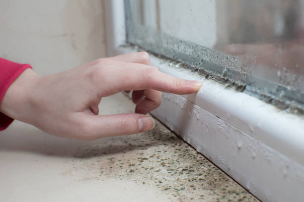 Best Mold Remediation for Vacation Homes  in Chenango Bridge, NY