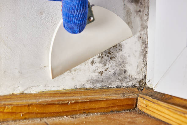 Best Mold Damage Restoration  in Chenango Bridge, NY