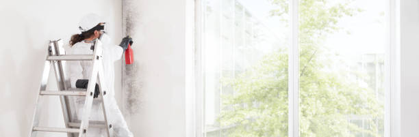 Best Black Mold Removal  in Chenango Bridge, NY